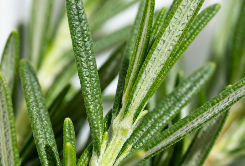 迷迭香精油香薰指南